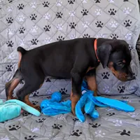 Euro Dobie Female AKC (Orange Collar), a female Doberman Pinscher for sale in Lakeland, FL – Photo 4 of 6