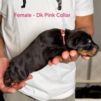 Black Female, a female Doberman Pinscher for sale in Lakeland, FL – Photo 10 of 10