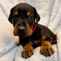 Euro Dobie Female AKC, a female Doberman Pinscher for sale in Lakeland, FL – Photo 2 of 5