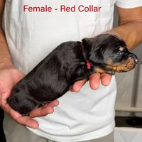 Black Female, a female Doberman Pinscher for sale in Lakeland, FL – Photo 4 of 10