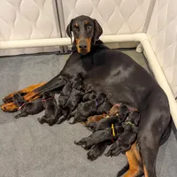 Euro Dobie Female AKC, a female Doberman Pinscher for sale in Lakeland, FL – Photo 5 of 5