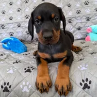 Euro Dobie Female AKC (Orange Collar), a female Doberman Pinscher for sale in Lakeland, FL – Photo 2 of 6