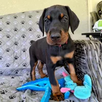 Euro Dobie Female AKC (Pink Collar), a female Doberman Pinscher for sale in Lakeland, FL – Photo 2 of 6