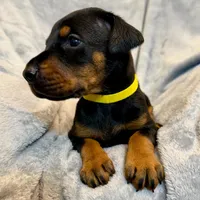 Euro Dobie Female AKC, a female Doberman Pinscher for sale in Lakeland, FL – Photo 3 of 5