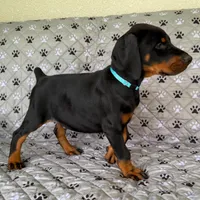 Euro Dobie Female AKC (Blue Collar), a male Doberman Pinscher for sale in Lakeland, FL – Photo 4 of 5