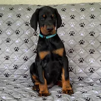 Euro Dobie Female AKC (Blue Collar), a male Doberman Pinscher for sale in Lakeland, FL – Photo 2 of 5
