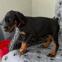 Euro Dobie Female AKC (Pink Collar), a female Doberman Pinscher for sale in Lakeland, FL – Photo 4 of 6