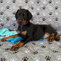 Euro Dobie Female AKC (Pink Collar), a female Doberman Pinscher for sale in Lakeland, FL – Photo 3 of 6