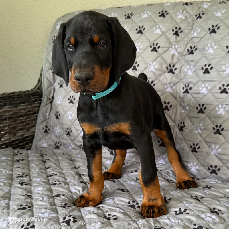 Euro Dobie Female AKC (Blue Collar) – Doberman Pinscher puppy for sale in Lakeland, FL