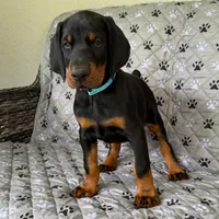 Euro Dobie Female AKC (Blue Collar), a male Doberman Pinscher for sale in Lakeland, FL – Photo 1 of 5