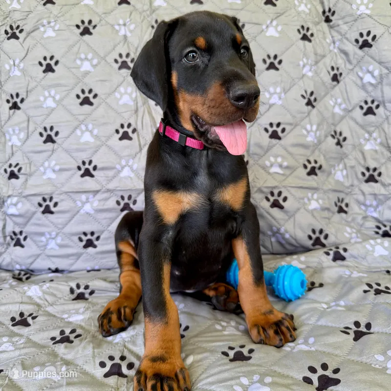 Euro Dobie Female AKC (Pink Collar) – Doberman Pinscher puppy for sale in Lakeland, FL