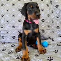 Euro Dobie Female AKC (Pink Collar), a female Doberman Pinscher for sale in Lakeland, FL – Photo 1 of 6