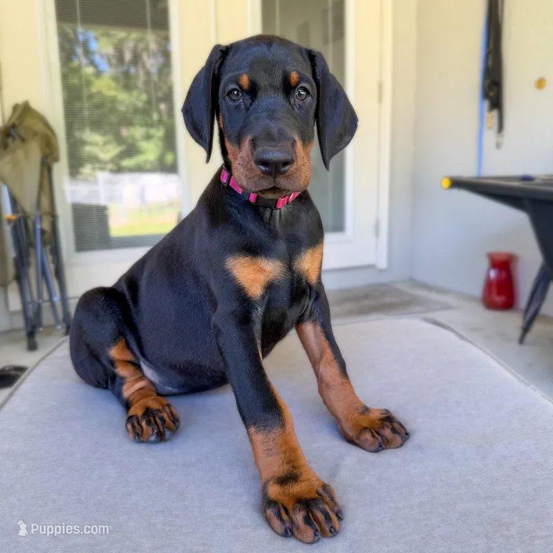 Euro Dobie Female AKC (Pink Collar) – Doberman Pinscher puppy for sale in Lakeland, FL