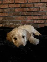 Gray Boy, a male Goldendoodle for sale in Enterprise, AL – Photo 4 of 10