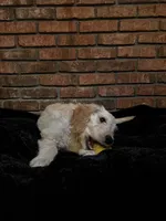 Gray Boy, a male Goldendoodle for sale in Enterprise, AL – Photo 2 of 10
