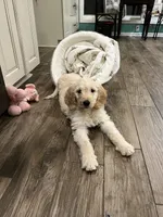 Gray Boy, a male Goldendoodle for sale in Enterprise, AL – Photo 9 of 10
