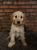 Gray Boy, a male Goldendoodle for sale in Enterprise, AL – Photo 3 of 10