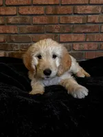 Gray Boy, a male Goldendoodle for sale in Enterprise, AL – Photo 6 of 10