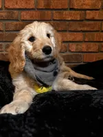 Gray Boy, a male Goldendoodle for sale in Enterprise, AL – Photo 1 of 10