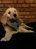 Gray Boy, a male Goldendoodle for sale in Enterprise, AL – Photo 5 of 10