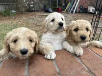 Gray Boy, a male Goldendoodle for sale in Enterprise, AL – Photo 7 of 10