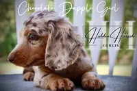 Chocolate Dapple Girl (Pet Only) , a female Miniature Dachshund for sale in Locust Grove, OK – 10 of 10