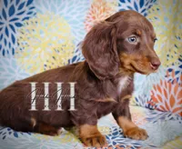 Chocolate Mini LH Girl - No breeding , a female Miniature Dachshund for sale in Locust Grove, OK – Photo 2 of 3