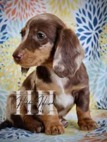 Chocolate Dapple LH MINI Girl , a female Miniature Dachshund for sale in Locust Grove, OK – Photo 2 of 6