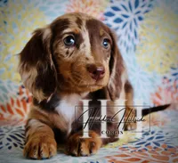 Chocolate Dapple LH MINI Girl , a female Miniature Dachshund for sale in Locust Grove, OK – Photo 3 of 6