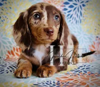 Chocolate Dapple LH MINI Girl , a female Miniature Dachshund for sale in Locust Grove, OK – Photo 6 of 6