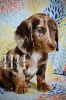 Chocolate Dapple LH MINI Girl , a female Miniature Dachshund for sale in Locust Grove, OK – Photo 5 of 6