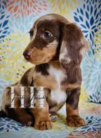 Chocolate Dapple LH MINI Girl , a female Miniature Dachshund for sale in Locust Grove, OK – Photo 4 of 6