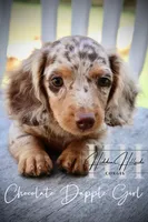 Chocolate Dapple Girl (Pet Only) , a female Miniature Dachshund for sale in Locust Grove, OK – 2 of 10
