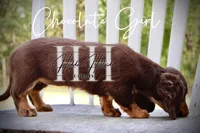 Chocolate Mini Girl (Pet Only) , a female Miniature Dachshund for sale in Locust Grove, OK – 2 of 7