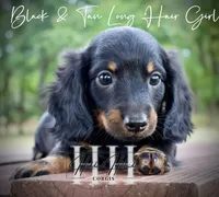 Long Hair Black & Tan Mini Girl (Pet only) , a male Miniature Dachshund for sale in Locust Grove, OK – 2 of 6