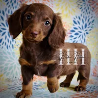 Chocolate LH MINI Girl #2 , a female Miniature Dachshund for sale in Locust Grove, OK – Photo 1 of 5