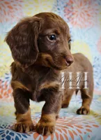Chocolate LH MINI Girl #2 , a female Miniature Dachshund for sale in Locust Grove, OK – Photo 2 of 5