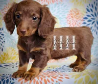 Chocolate LH MINI Girl #2 , a female Miniature Dachshund for sale in Locust Grove, OK – Photo 3 of 5