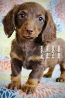 Chocolate LH MINI Girl #2 , a female Miniature Dachshund for sale in Locust Grove, OK – Photo 5 of 5