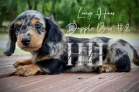 Dapple Long Hair Mini Boy #2 (Pet Only) , a male Miniature Dachshund for sale in Locust Grove, OK – 4 of 10