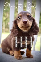 Chocolate Mini Girl (Pet Only) , a female Miniature Dachshund for sale in Locust Grove, OK – 7 of 7