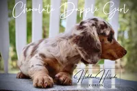 Chocolate Dapple Girl (Pet Only) , a female Miniature Dachshund for sale in Locust Grove, OK – 7 of 10
