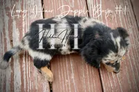 Long Hair Dapple Mini Boy #1 (Pet Only) , a male Miniature Dachshund for sale in Locust Grove, OK – 6 of 6