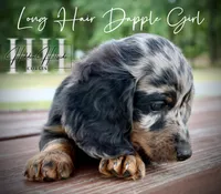 Dapple Long Hair Mini Girl (Pet Only) , a male Miniature Dachshund for sale in Locust Grove, OK – 10 of 10