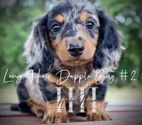 Dapple Long Hair Mini Boy #2 (Pet Only) , a male Miniature Dachshund for sale in Locust Grove, OK – 1 of 10