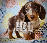 Chocolate Dapple LH Mini Boy , a female Miniature Dachshund for sale in Locust Grove, OK – Photo 2 of 6