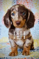 Chocolate Dapple LH Mini Boy , a female Miniature Dachshund for sale in Locust Grove, OK – Photo 3 of 6
