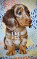 Chocolate Dapple LH Mini Boy , a female Miniature Dachshund for sale in Locust Grove, OK – Photo 6 of 6