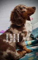 Chocolate Dapple LH Mini Boy (PET) - no breeding, a male Miniature Dachshund for sale in Locust Grove, OK – Photo 5 of 5