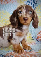 Chocolate Dapple LH Mini Boy , a female Miniature Dachshund for sale in Locust Grove, OK – Photo 4 of 6